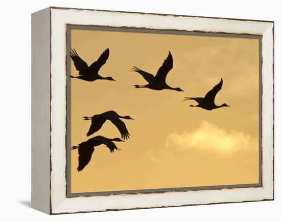 Sandhill Cranes (Grus Canadensis) Flying at Dawn, Platte River, Nebraska, USA-William Sutton-Framed Premier Image Canvas