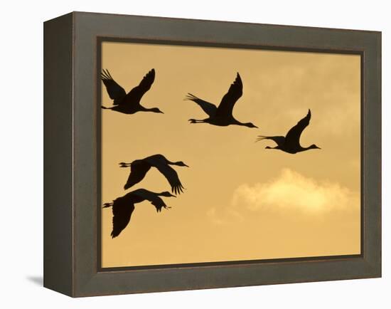 Sandhill Cranes (Grus Canadensis) Flying at Dawn, Platte River, Nebraska, USA-William Sutton-Framed Premier Image Canvas