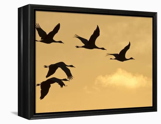 Sandhill Cranes (Grus Canadensis) Flying at Dawn, Platte River, Nebraska, USA-William Sutton-Framed Premier Image Canvas