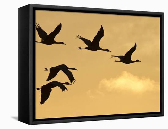 Sandhill Cranes (Grus Canadensis) Flying at Dawn, Platte River, Nebraska, USA-William Sutton-Framed Premier Image Canvas