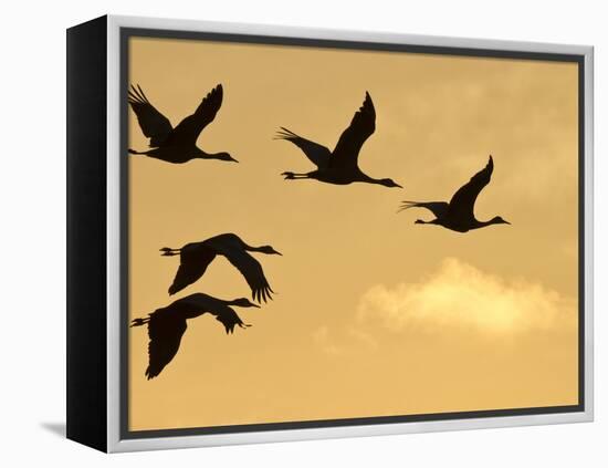 Sandhill Cranes (Grus Canadensis) Flying at Dawn, Platte River, Nebraska, USA-William Sutton-Framed Premier Image Canvas