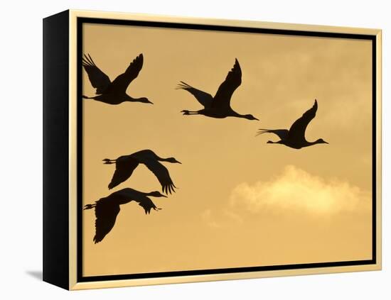 Sandhill Cranes (Grus Canadensis) Flying at Dawn, Platte River, Nebraska, USA-William Sutton-Framed Premier Image Canvas