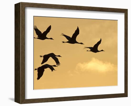 Sandhill Cranes (Grus Canadensis) Flying at Dawn, Platte River, Nebraska, USA-William Sutton-Framed Photographic Print