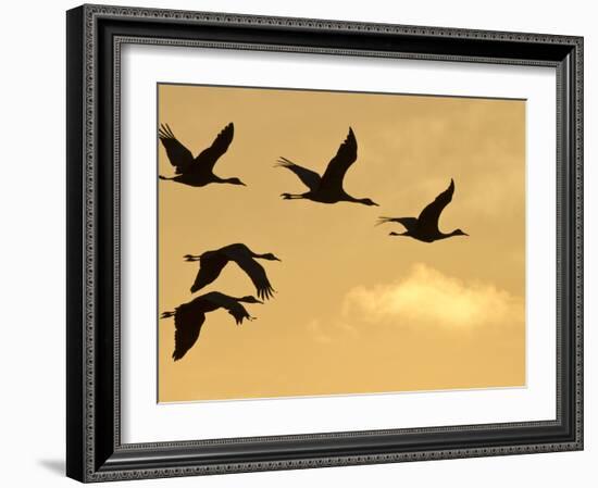 Sandhill Cranes (Grus Canadensis) Flying at Dawn, Platte River, Nebraska, USA-William Sutton-Framed Photographic Print