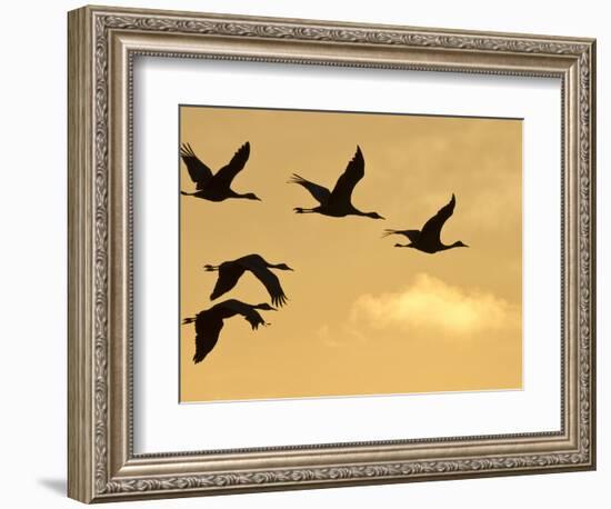 Sandhill Cranes (Grus Canadensis) Flying at Dawn, Platte River, Nebraska, USA-William Sutton-Framed Photographic Print