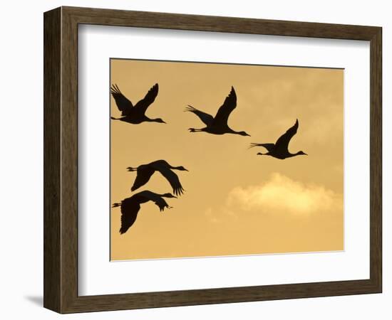 Sandhill Cranes (Grus Canadensis) Flying at Dawn, Platte River, Nebraska, USA-William Sutton-Framed Photographic Print