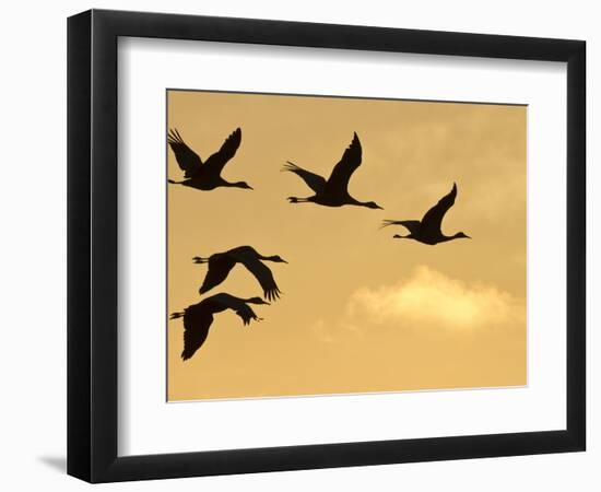 Sandhill Cranes (Grus Canadensis) Flying at Dawn, Platte River, Nebraska, USA-William Sutton-Framed Photographic Print