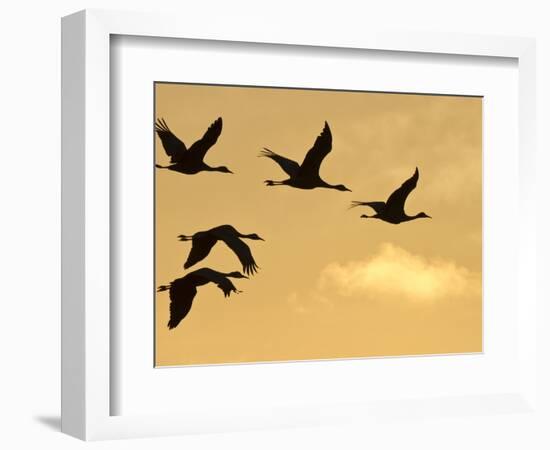 Sandhill Cranes (Grus Canadensis) Flying at Dawn, Platte River, Nebraska, USA-William Sutton-Framed Photographic Print