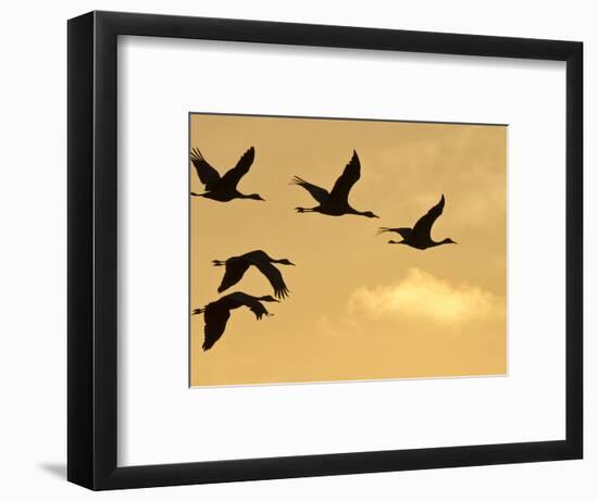 Sandhill Cranes (Grus Canadensis) Flying at Dawn, Platte River, Nebraska, USA-William Sutton-Framed Photographic Print