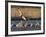 Sandhill Cranes (Grus Canadensis) Flying at Dusk, Platte River, Nebraska, USA-William Sutton-Framed Photographic Print