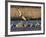 Sandhill Cranes (Grus Canadensis) Flying at Dusk, Platte River, Nebraska, USA-William Sutton-Framed Photographic Print