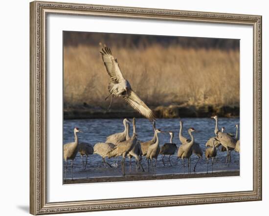 Sandhill Cranes (Grus Canadensis) Flying at Dusk, Platte River, Nebraska, USA-William Sutton-Framed Photographic Print