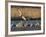 Sandhill Cranes (Grus Canadensis) Flying at Dusk, Platte River, Nebraska, USA-William Sutton-Framed Photographic Print