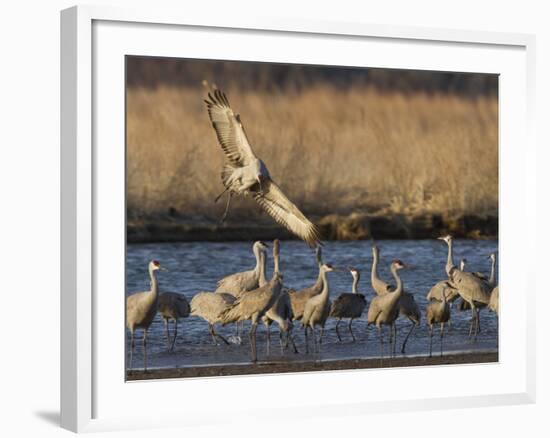 Sandhill Cranes (Grus Canadensis) Flying at Dusk, Platte River, Nebraska, USA-William Sutton-Framed Photographic Print