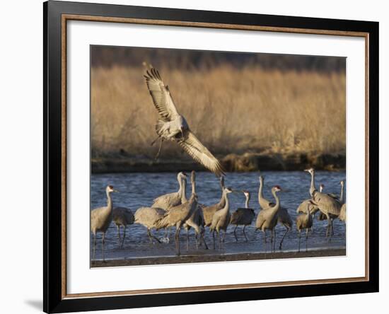 Sandhill Cranes (Grus Canadensis) Flying at Dusk, Platte River, Nebraska, USA-William Sutton-Framed Photographic Print