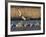 Sandhill Cranes (Grus Canadensis) Flying at Dusk, Platte River, Nebraska, USA-William Sutton-Framed Photographic Print