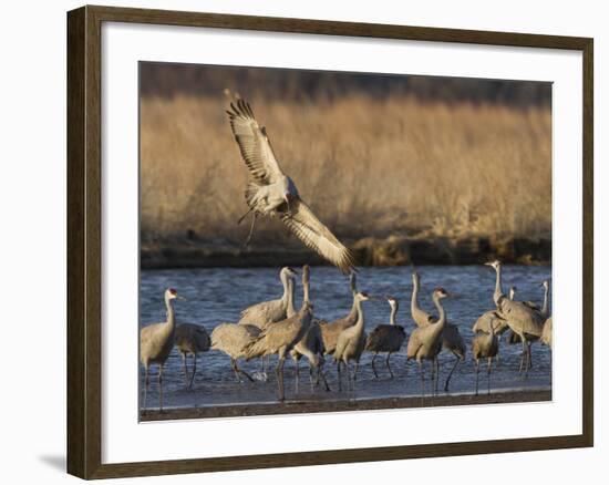 Sandhill Cranes (Grus Canadensis) Flying at Dusk, Platte River, Nebraska, USA-William Sutton-Framed Photographic Print