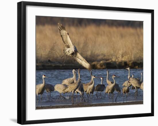 Sandhill Cranes (Grus Canadensis) Flying at Dusk, Platte River, Nebraska, USA-William Sutton-Framed Photographic Print