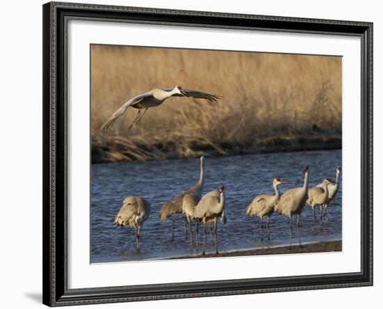 Sandhill Cranes (Grus Canadensis) Flying at Dusk, Platte River, Nebraska, USA-William Sutton-Framed Photographic Print