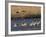 Sandhill Cranes (Grus Canadensis) Flying at Dusk, Platte River, Nebraska, USA-William Sutton-Framed Photographic Print