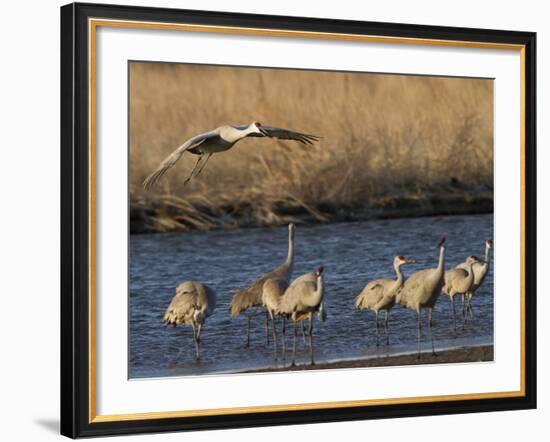 Sandhill Cranes (Grus Canadensis) Flying at Dusk, Platte River, Nebraska, USA-William Sutton-Framed Photographic Print