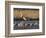 Sandhill Cranes (Grus Canadensis) Flying at Dusk, Platte River, Nebraska, USA-William Sutton-Framed Photographic Print