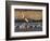 Sandhill Cranes (Grus Canadensis) Flying at Dusk, Platte River, Nebraska, USA-William Sutton-Framed Photographic Print