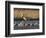 Sandhill Cranes (Grus Canadensis) Flying at Dusk, Platte River, Nebraska, USA-William Sutton-Framed Photographic Print