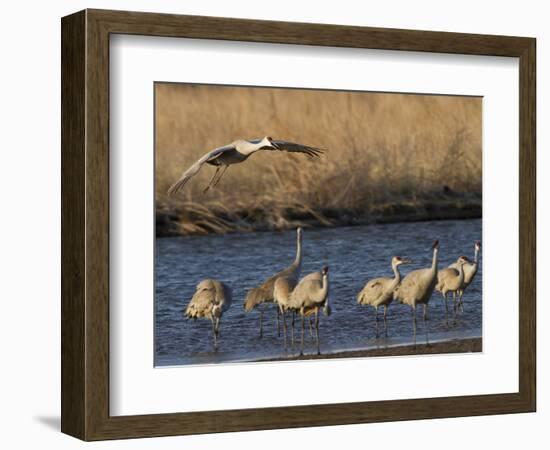 Sandhill Cranes (Grus Canadensis) Flying at Dusk, Platte River, Nebraska, USA-William Sutton-Framed Photographic Print