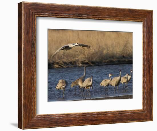 Sandhill Cranes (Grus Canadensis) Flying at Dusk, Platte River, Nebraska, USA-William Sutton-Framed Photographic Print