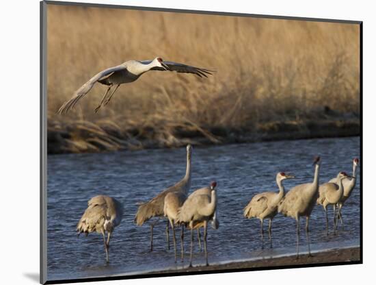 Sandhill Cranes (Grus Canadensis) Flying at Dusk, Platte River, Nebraska, USA-William Sutton-Mounted Photographic Print