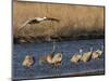 Sandhill Cranes (Grus Canadensis) Flying at Dusk, Platte River, Nebraska, USA-William Sutton-Mounted Photographic Print