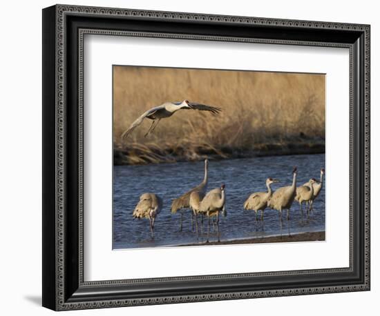 Sandhill Cranes (Grus Canadensis) Flying at Dusk, Platte River, Nebraska, USA-William Sutton-Framed Photographic Print