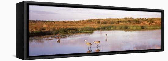 Sandhill Cranes (Grus Canadensis) in a Pond at a Celery Field, Sarasota, Sarasota County-null-Framed Stretched Canvas