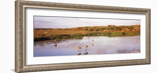 Sandhill Cranes (Grus Canadensis) in a Pond at a Celery Field, Sarasota, Sarasota County-null-Framed Photographic Print