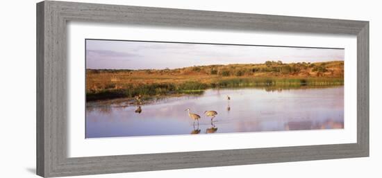 Sandhill Cranes (Grus Canadensis) in a Pond at a Celery Field, Sarasota, Sarasota County-null-Framed Photographic Print