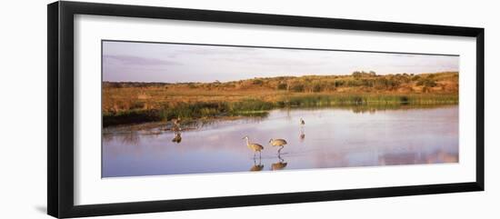 Sandhill Cranes (Grus Canadensis) in a Pond at a Celery Field, Sarasota, Sarasota County-null-Framed Photographic Print