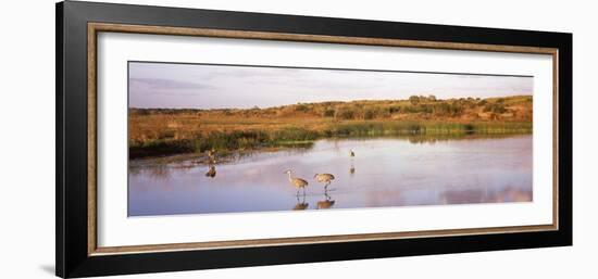 Sandhill Cranes (Grus Canadensis) in a Pond at a Celery Field, Sarasota, Sarasota County-null-Framed Photographic Print