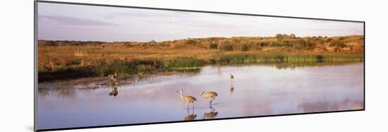 Sandhill Cranes (Grus Canadensis) in a Pond at a Celery Field, Sarasota, Sarasota County-null-Mounted Photographic Print