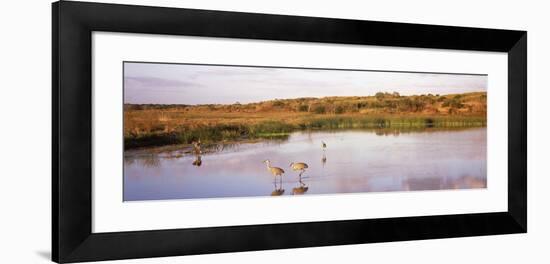 Sandhill Cranes (Grus Canadensis) in a Pond at a Celery Field, Sarasota, Sarasota County-null-Framed Photographic Print