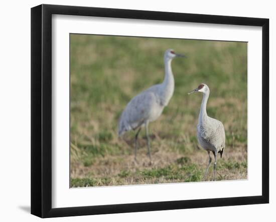 Sandhill cranes in field Bosque del Apache National Wildlife Refuge, New Mexico-Maresa Pryor-Framed Photographic Print