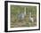 Sandhill cranes in field Bosque del Apache National Wildlife Refuge, New Mexico-Maresa Pryor-Framed Photographic Print