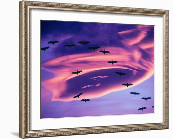 Sandhill Cranes in Flight and Lenticular Cloud Formation over Mt. Shasta, California-Tom Haseltine-Framed Photographic Print