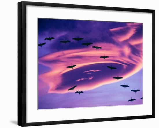 Sandhill Cranes in Flight and Lenticular Cloud Formation over Mt. Shasta, California-Tom Haseltine-Framed Photographic Print