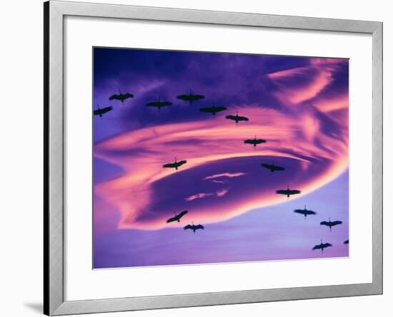 Sandhill Cranes in Flight and Lenticular Cloud Formation over Mt. Shasta, California-Tom Haseltine-Framed Photographic Print