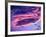 Sandhill Cranes in Flight and Lenticular Cloud Formation over Mt. Shasta, California-Tom Haseltine-Framed Photographic Print