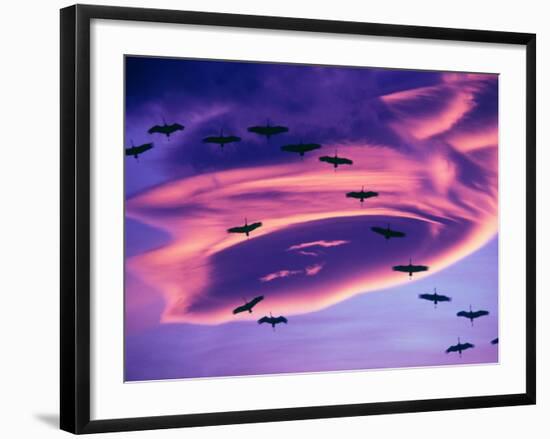 Sandhill Cranes in Flight and Lenticular Cloud Formation over Mt. Shasta, California-Tom Haseltine-Framed Photographic Print