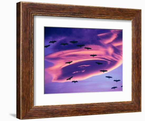 Sandhill Cranes in Flight and Lenticular Cloud Formation over Mt. Shasta, California-Tom Haseltine-Framed Photographic Print