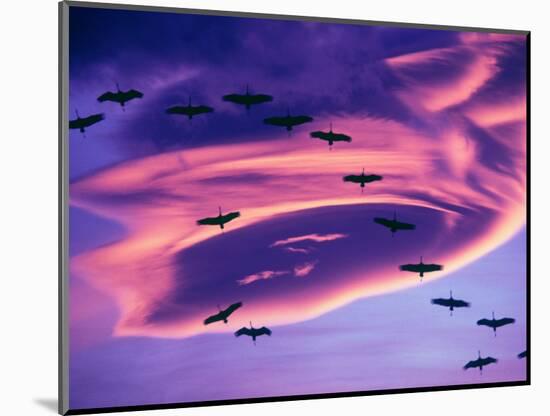 Sandhill Cranes in Flight and Lenticular Cloud Formation over Mt. Shasta, California-Tom Haseltine-Mounted Photographic Print