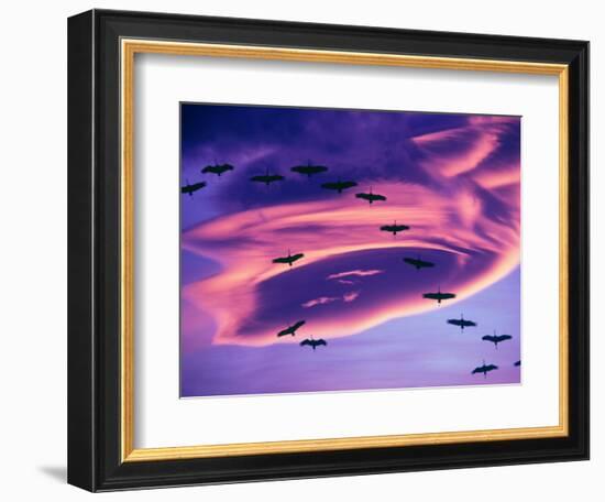 Sandhill Cranes in Flight and Lenticular Cloud Formation over Mt. Shasta, California-Tom Haseltine-Framed Photographic Print